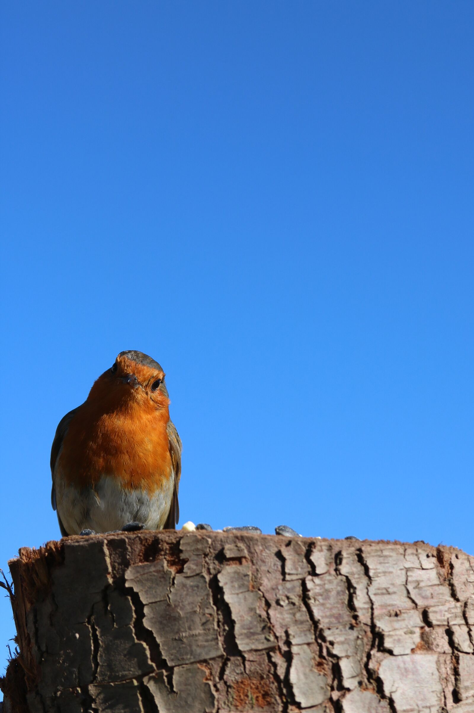 Canon EOS 750D (EOS Rebel T6i / EOS Kiss X8i) + Canon EF 28-135mm F3.5-5.6 IS USM sample photo. Robin, blue sky, sky photography