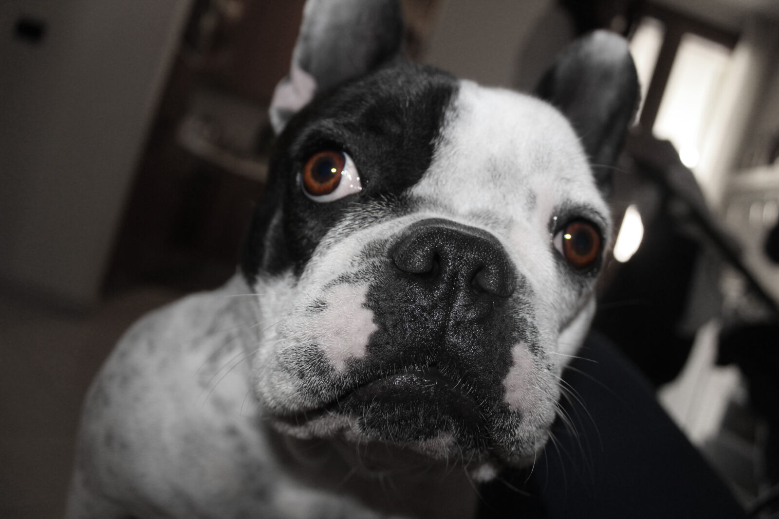 Canon EOS 1300D (EOS Rebel T6 / EOS Kiss X80) sample photo. Black, and, white, bulldog photography