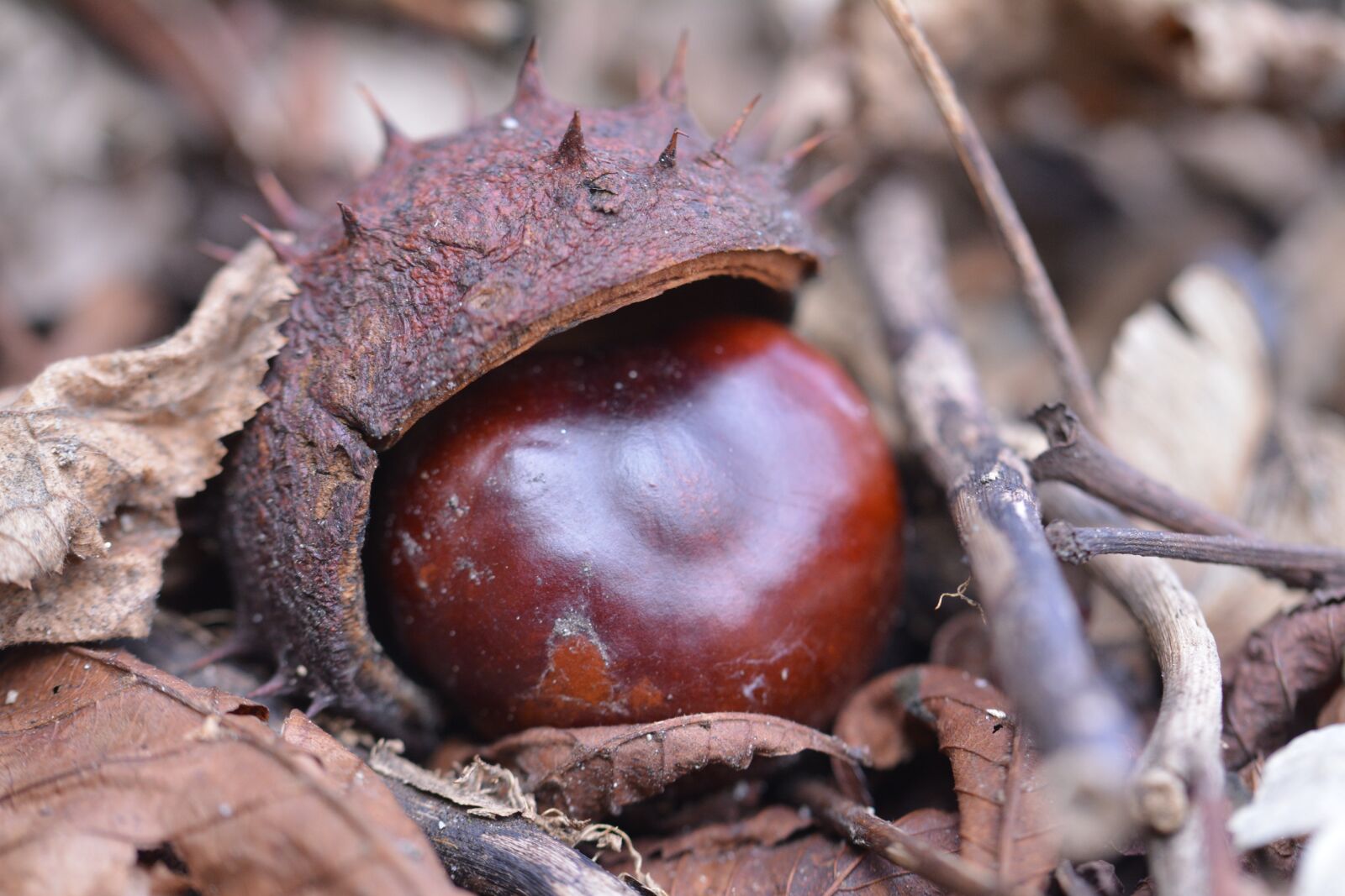 Nikon D5200 sample photo. Chestnut, autumn, leaves photography