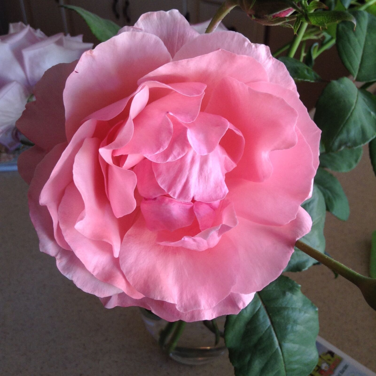 Apple iPod touch sample photo. Flowers, roses photography