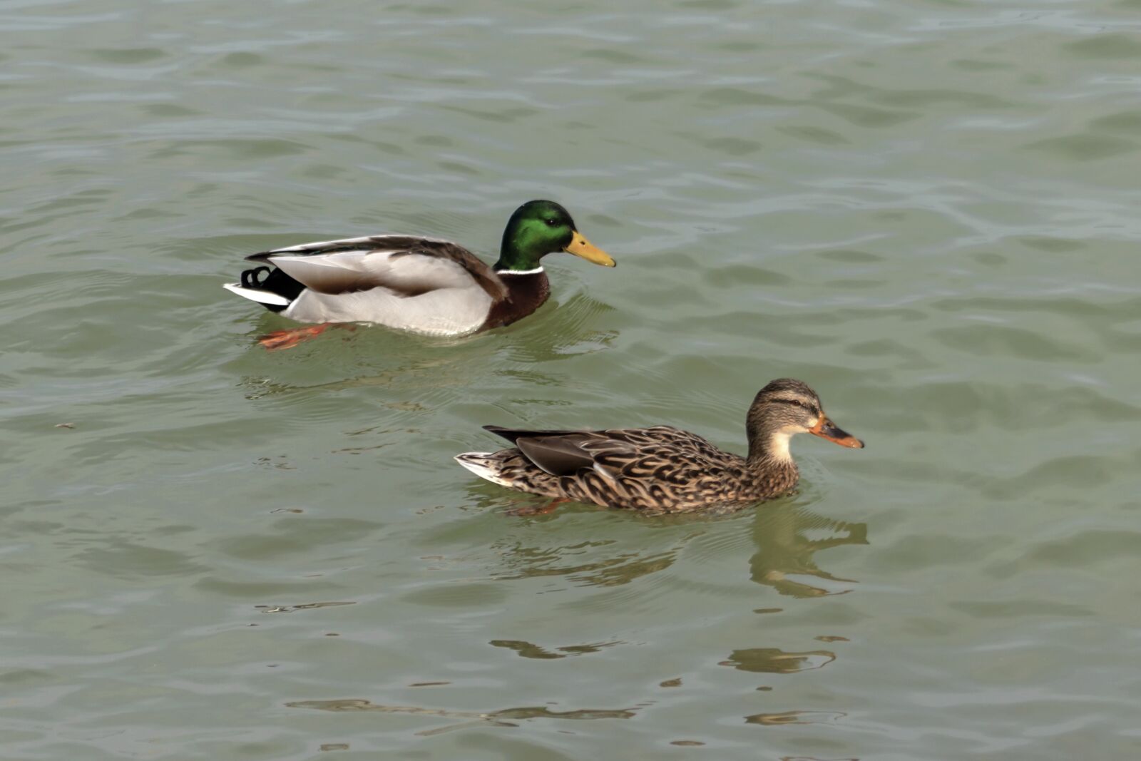 Canon EF75-300mm f/4-5.6 sample photo. Mallard duck, teal, duck photography