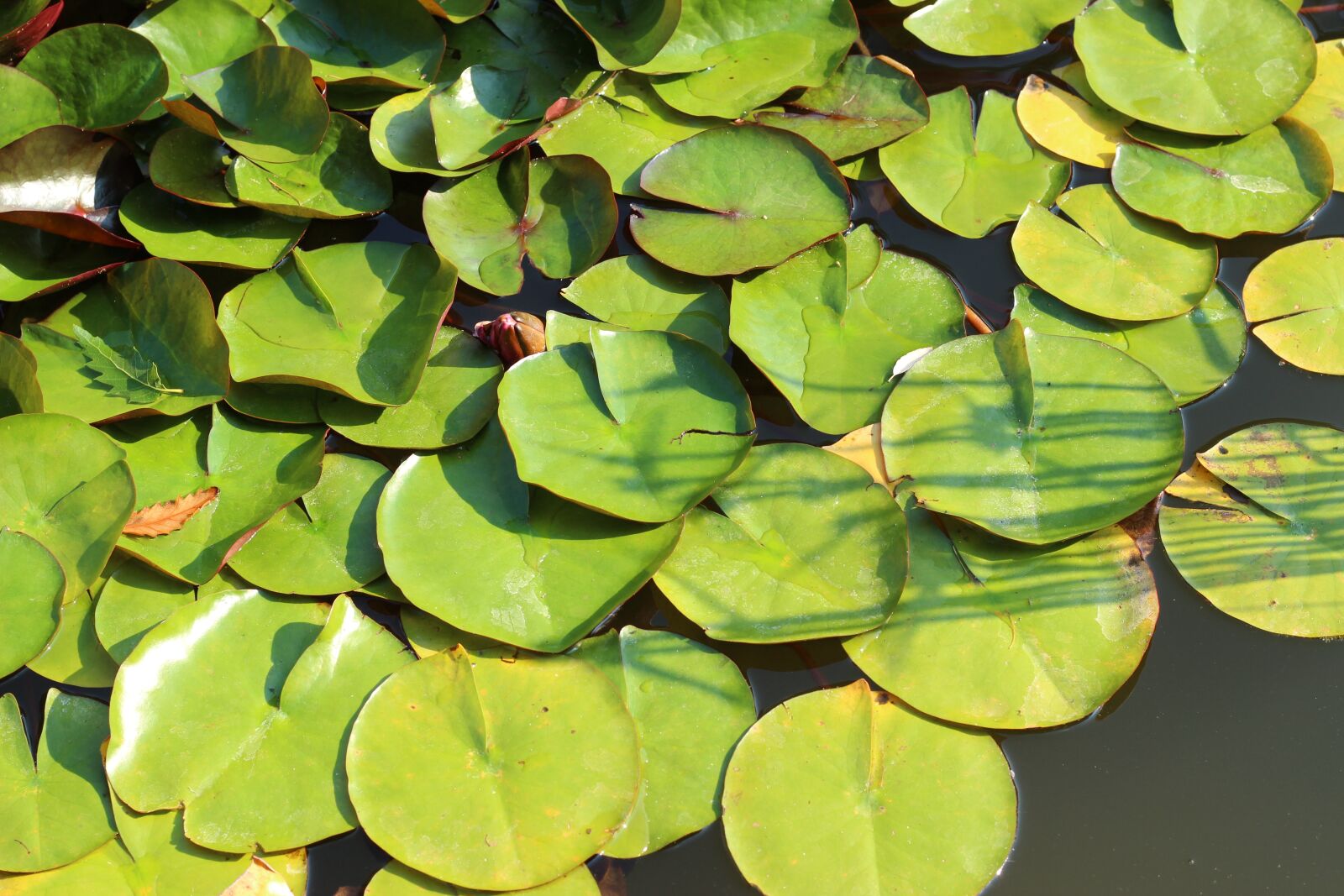 Canon EOS 600D (Rebel EOS T3i / EOS Kiss X5) + Canon EF 50mm F1.8 STM sample photo. Water lily, leaves, pond photography