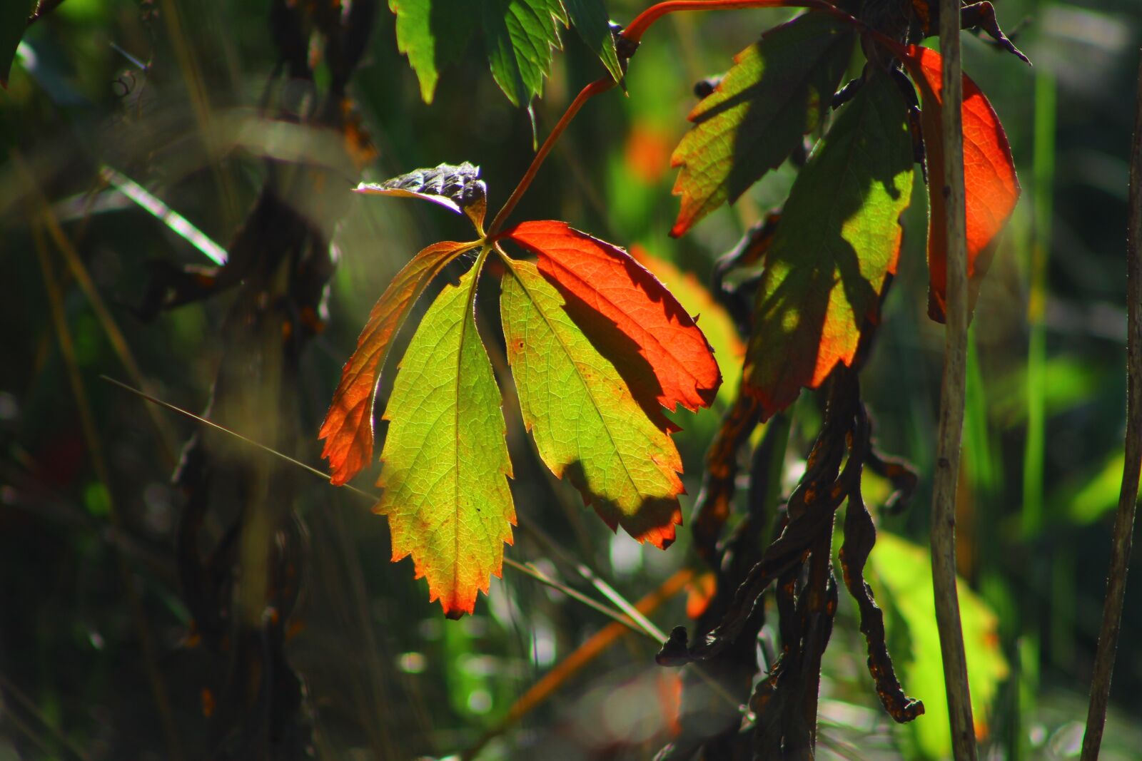 EF75-300mm f/4-5.6 sample photo. Plants, leaves, foliage photography