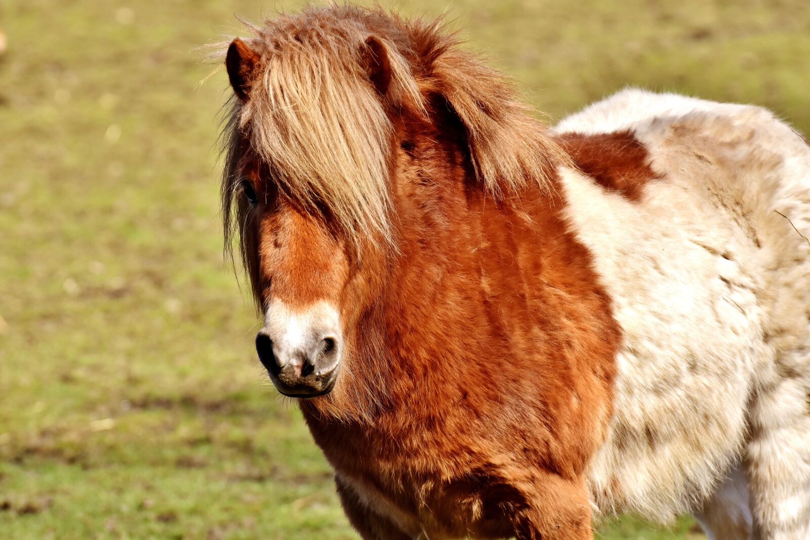 Nikon D7200 sample photo. Pony, brown, white photography