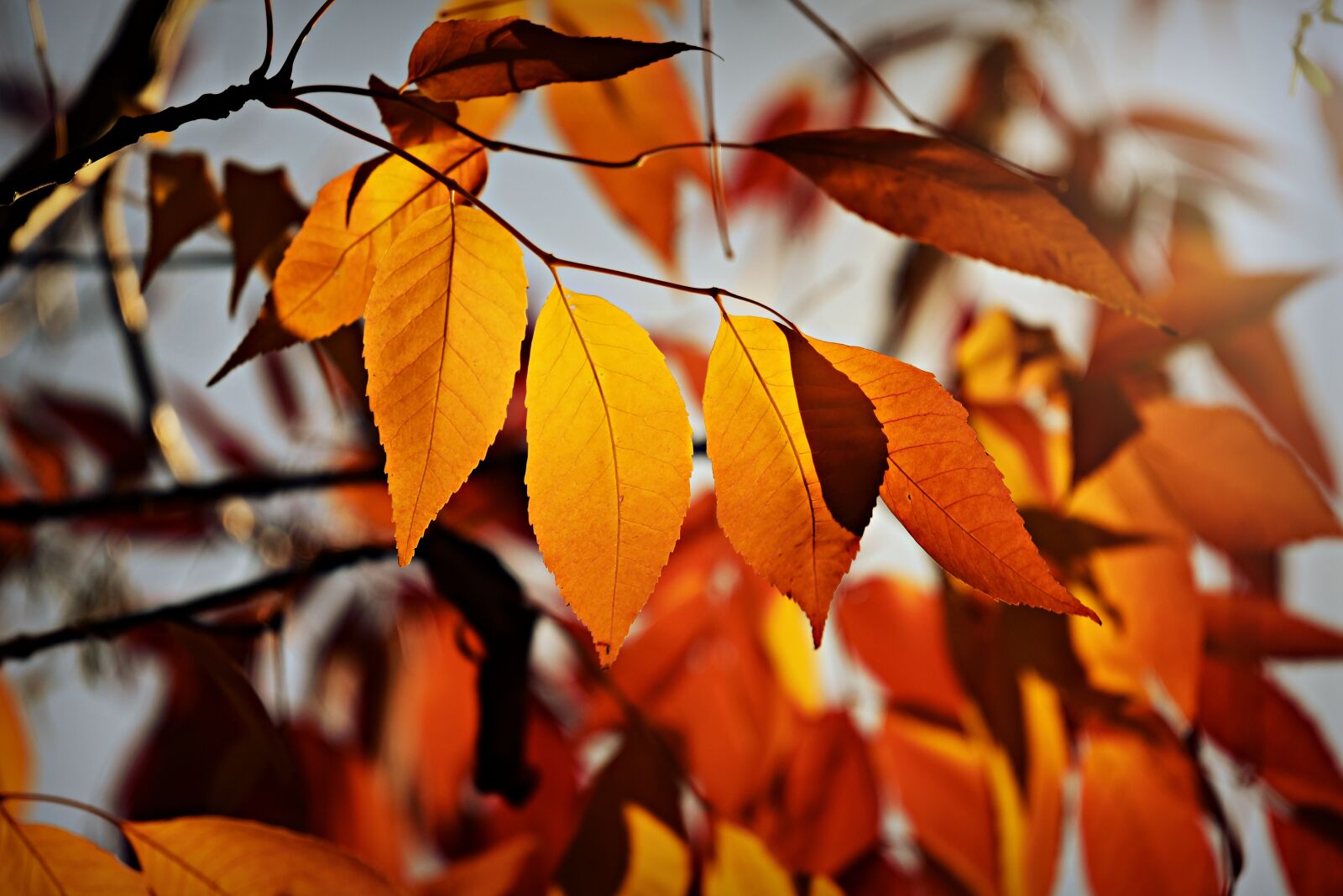 Nikon D750 sample photo. Autumn leaf, foliage, golden photography