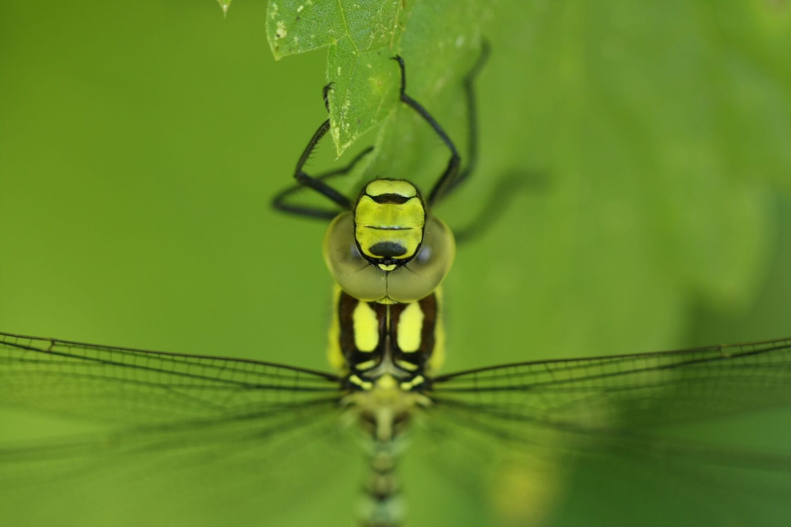 Canon EOS 40D sample photo. Dragonfly, hawker, macro photography
