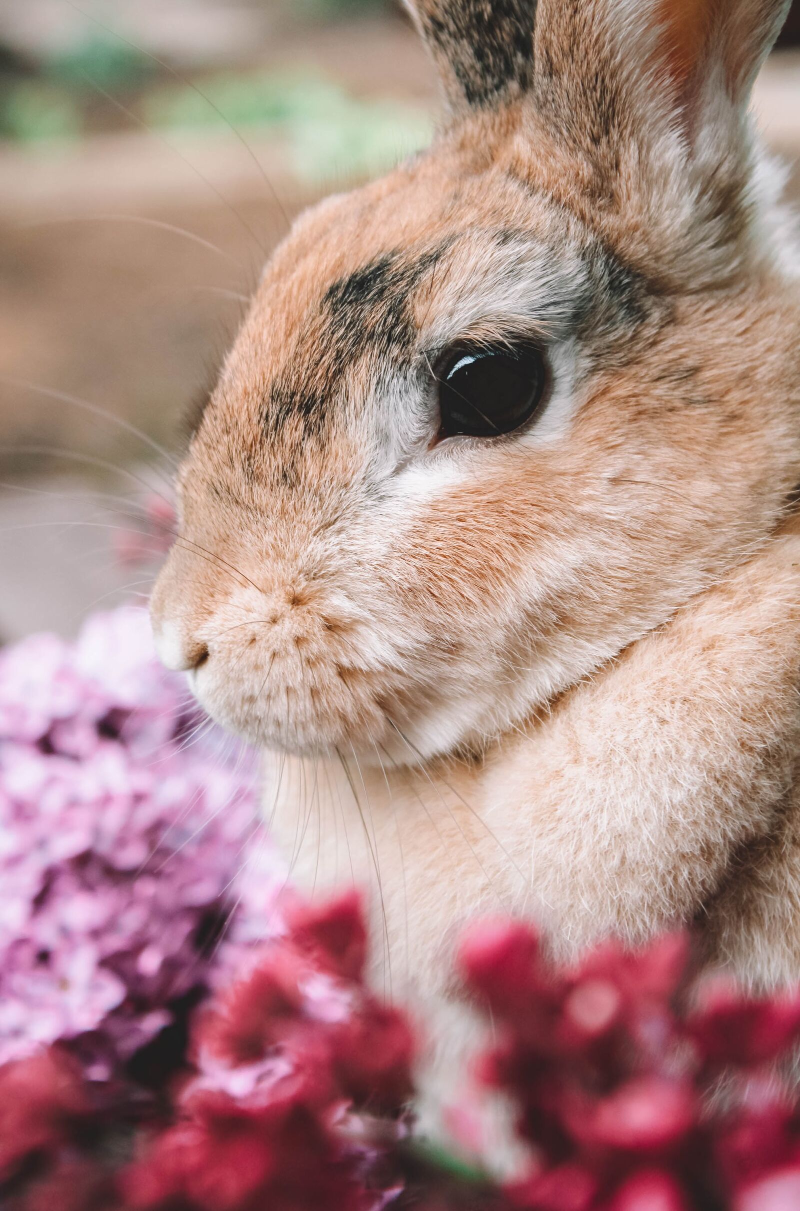 Canon EOS 2000D (EOS Rebel T7 / EOS Kiss X90 / EOS 1500D) sample photo. Rabbit, lilac, hare photography