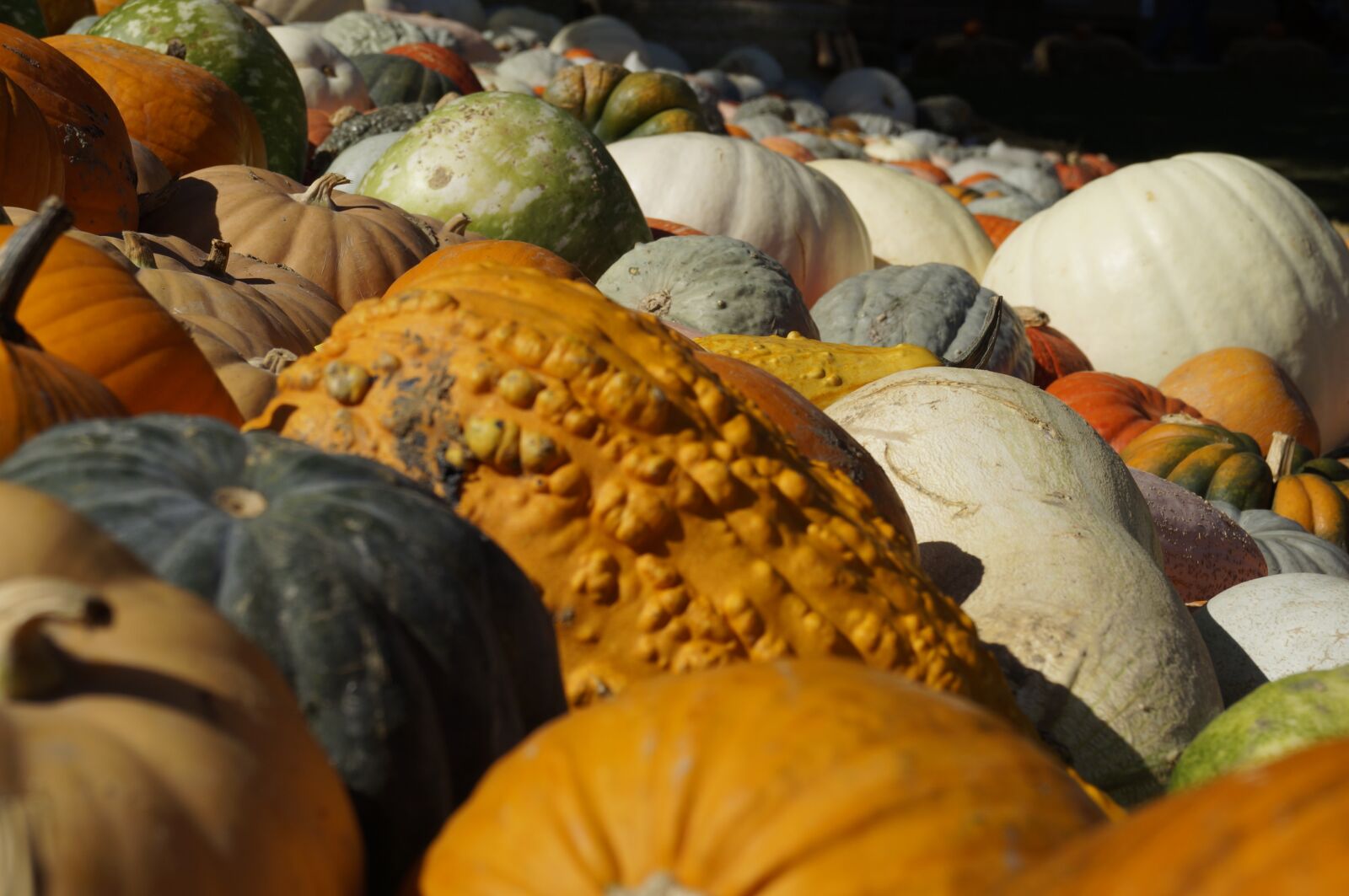Sony SLT-A57 sample photo. Pumpkin diversity, pumpkin, close photography