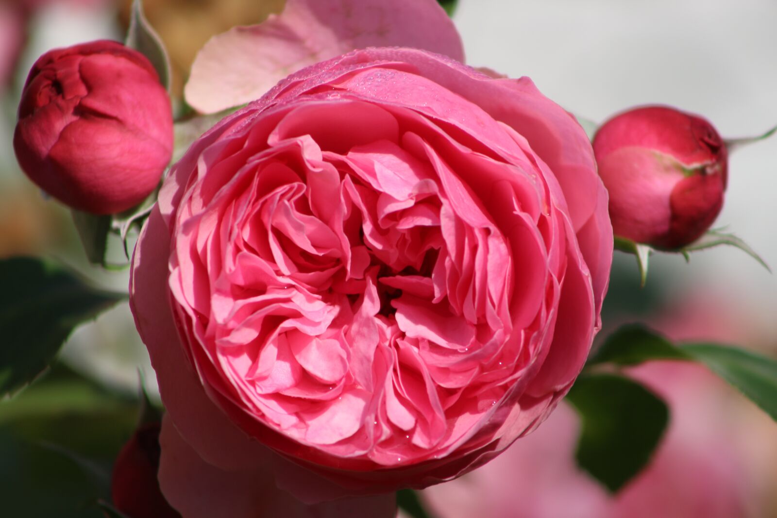 Canon EF75-300mm f/4-5.6 sample photo. Rose, red, flower photography