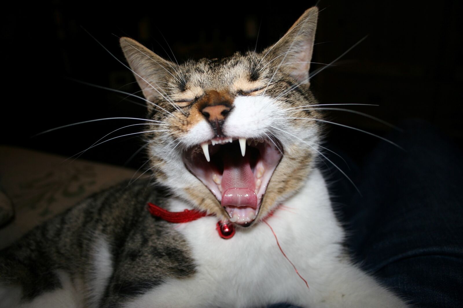 Canon EOS 350D (EOS Digital Rebel XT / EOS Kiss Digital N) sample photo. Cat, yawning, close-up photography