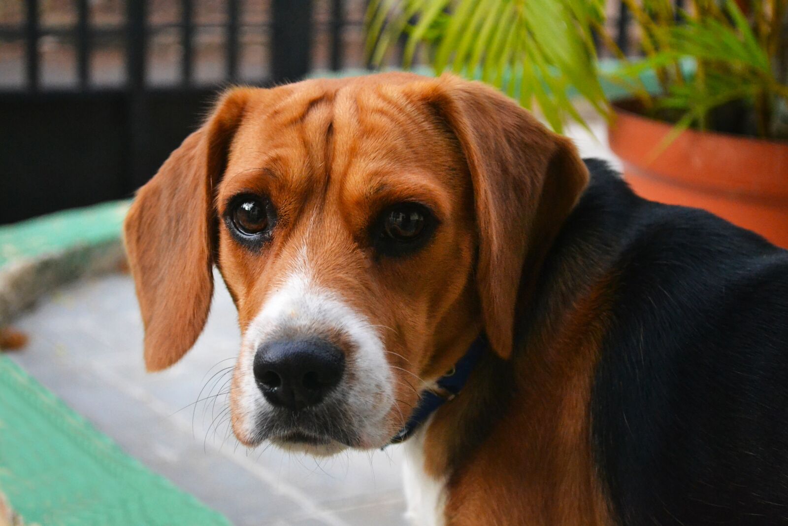 Nikon D3100 sample photo. Puppy, race, pure breed photography