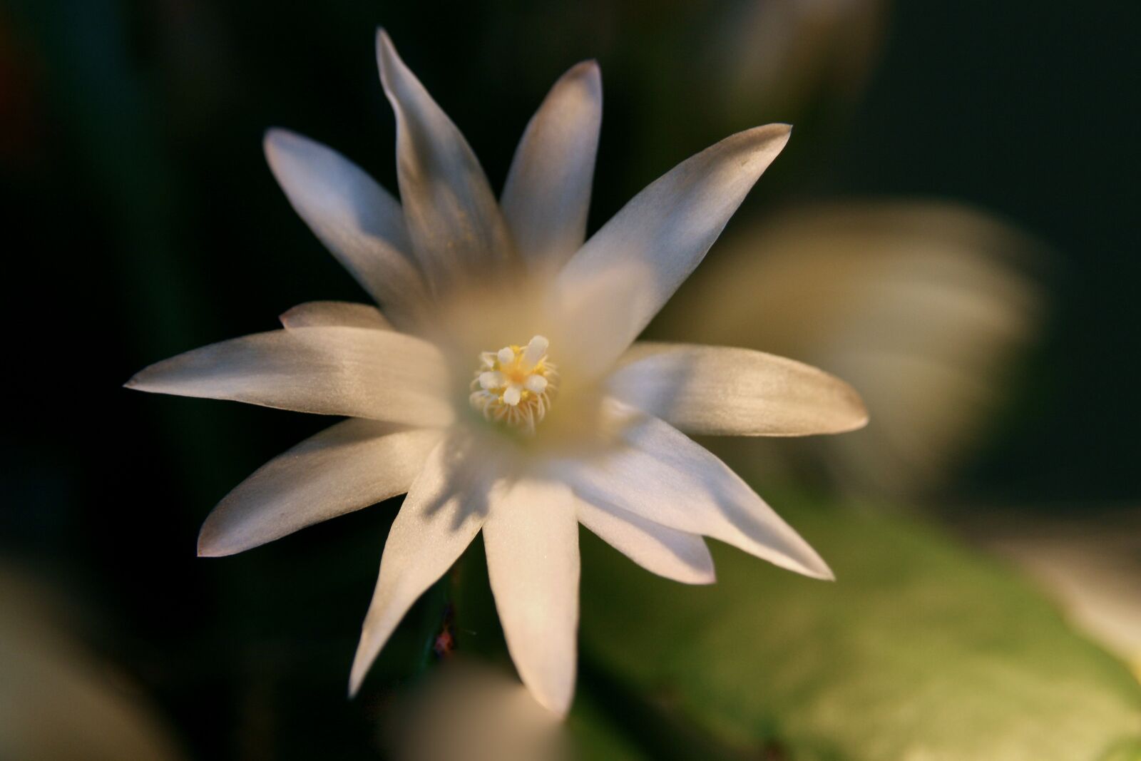 Canon EOS 400D (EOS Digital Rebel XTi / EOS Kiss Digital X) sample photo. Weihnachtskaktus, cactus blossom, schlumbergera photography