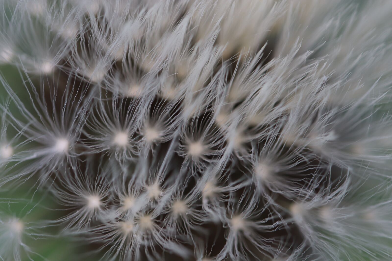 Canon EOS 800D (EOS Rebel T7i / EOS Kiss X9i) sample photo. Egrets of dandelions, dandelions photography