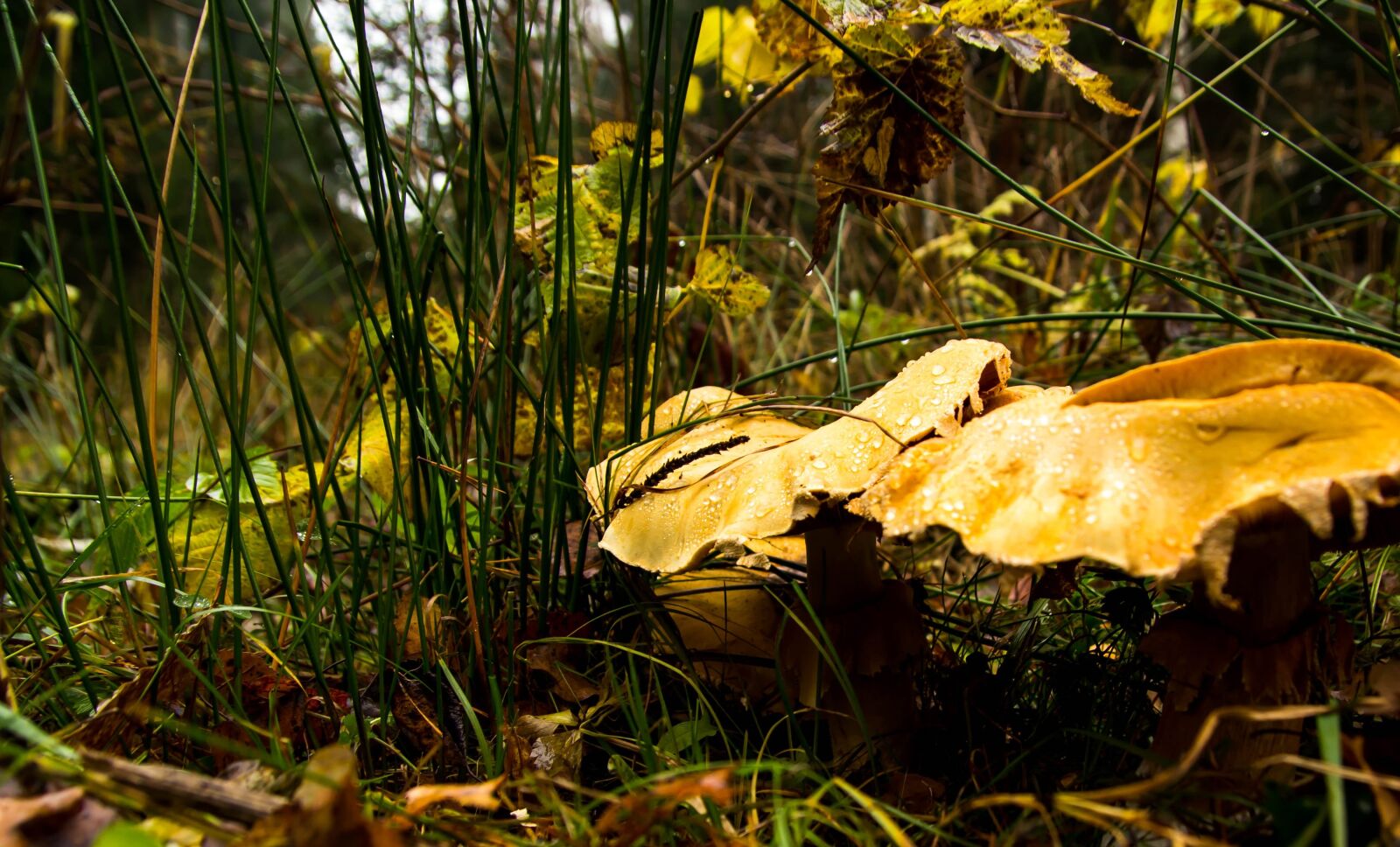 Canon EOS 60D sample photo. Forest, grass, mushrooms photography