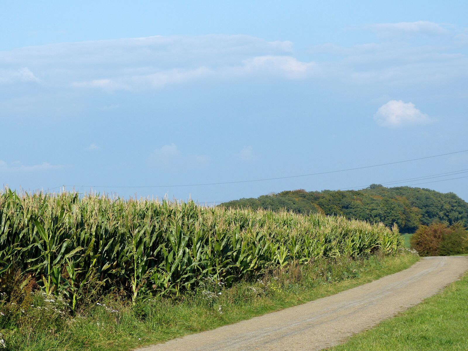 Panasonic Lumix DMC-FZ150 sample photo. Field, cornfield, nature photography