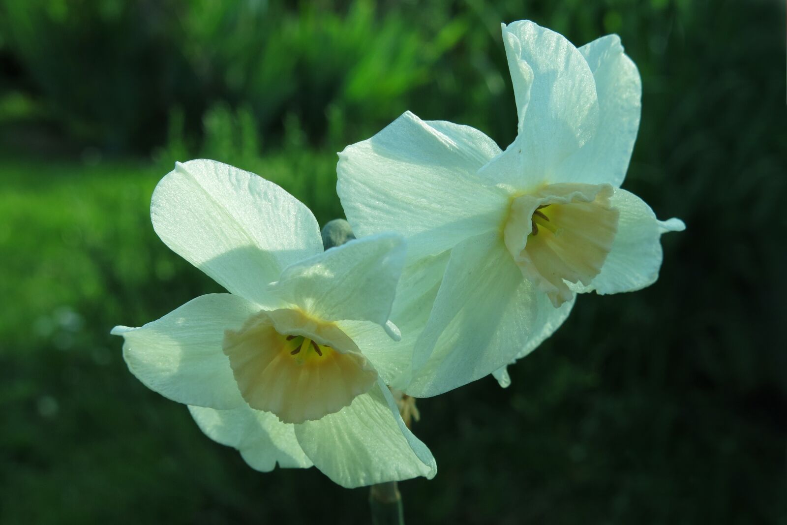 Canon PowerShot G15 sample photo. Narcissus, white blossom, flower photography