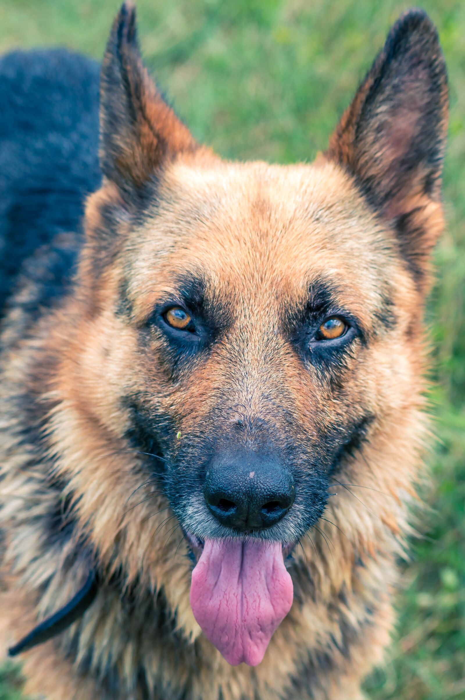 Nikon D3200 sample photo. German, shepherd, wet photography