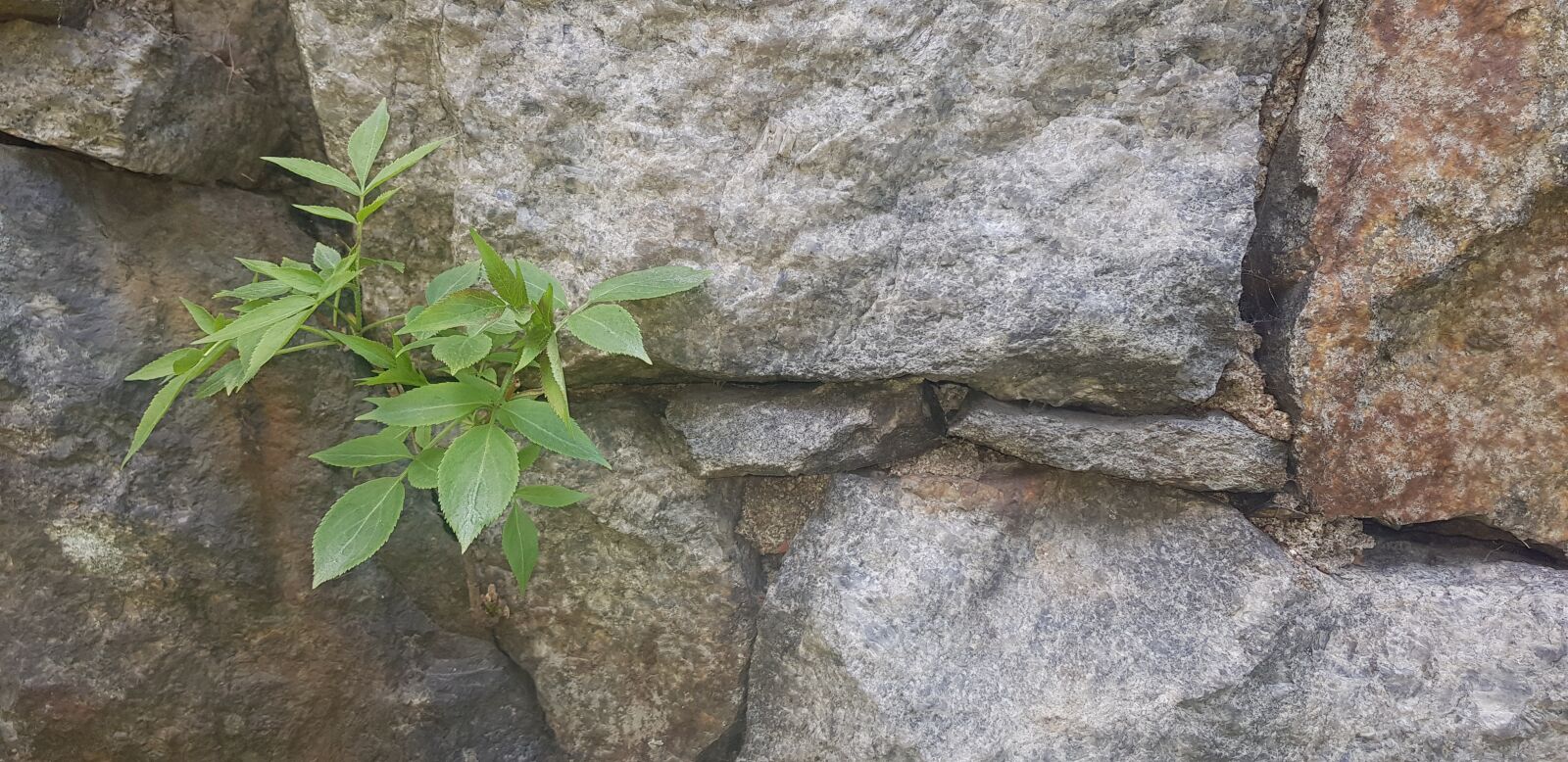Samsung Galaxy S8 sample photo. Stone wall, plant, grey photography