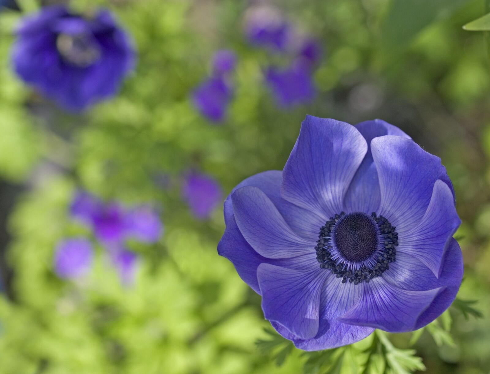 Canon EOS D60 sample photo. Blue, purple, flower photography