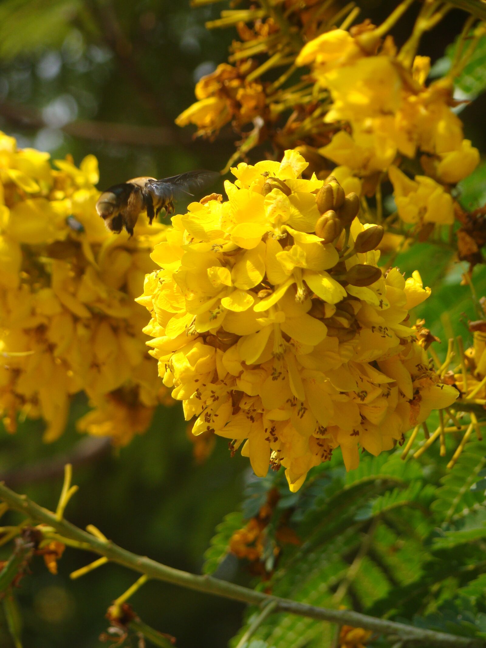 Sony Cyber-shot DSC-H50 sample photo. Bumblebee, flowers, tree photography
