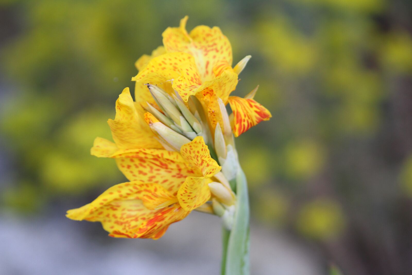 Canon EOS 7D sample photo. Flower, yellow, yellow flowers photography