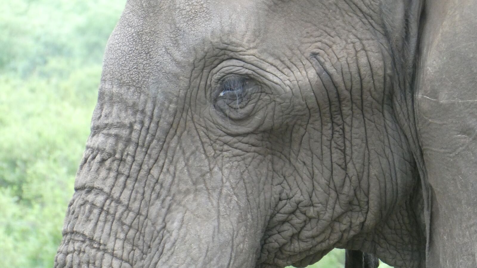 Panasonic DC-TZ91 sample photo. Elephant portrait, botswana, chobe photography