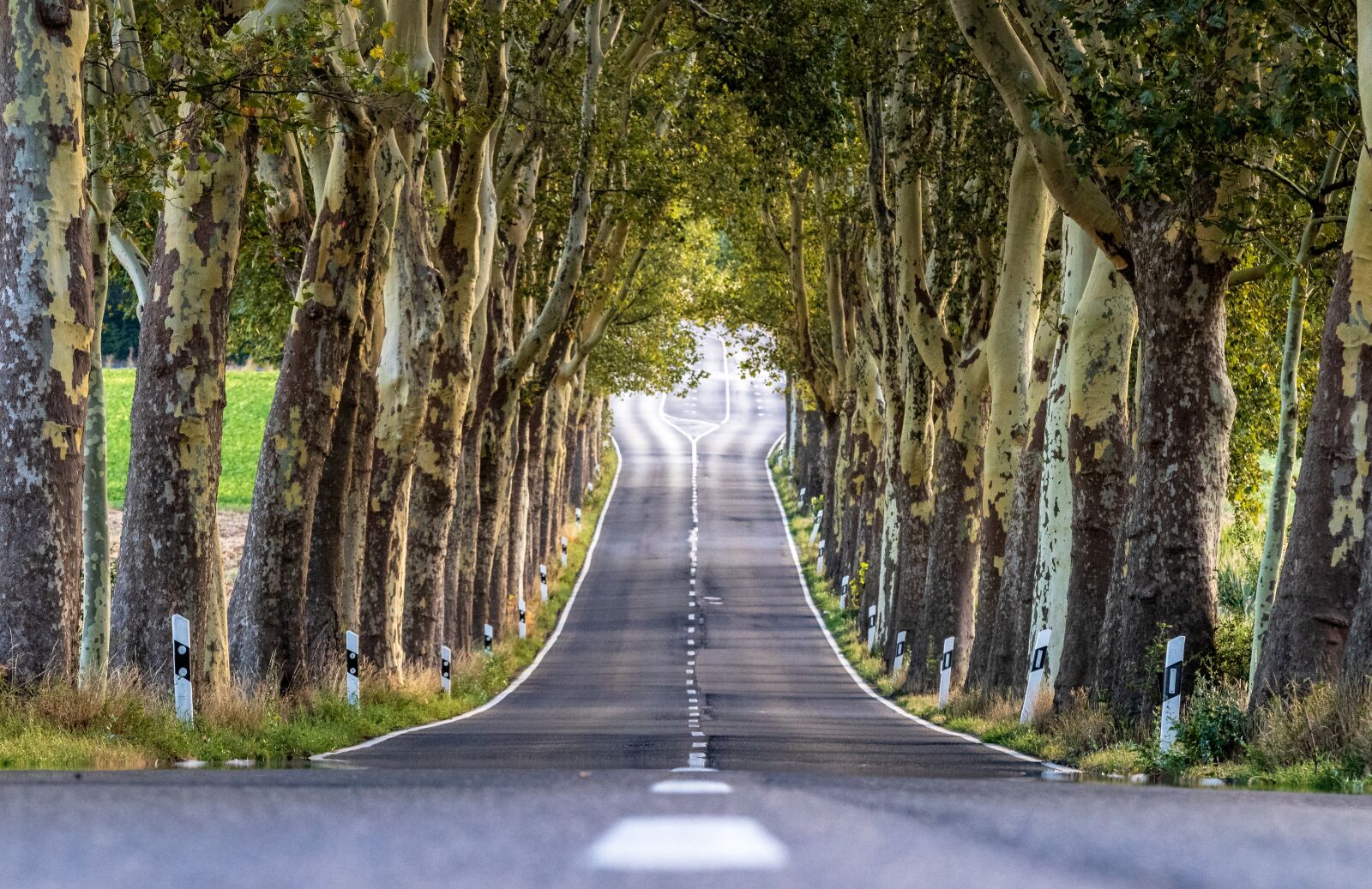 Canon EOS 80D sample photo. Avenue, trees, nature photography