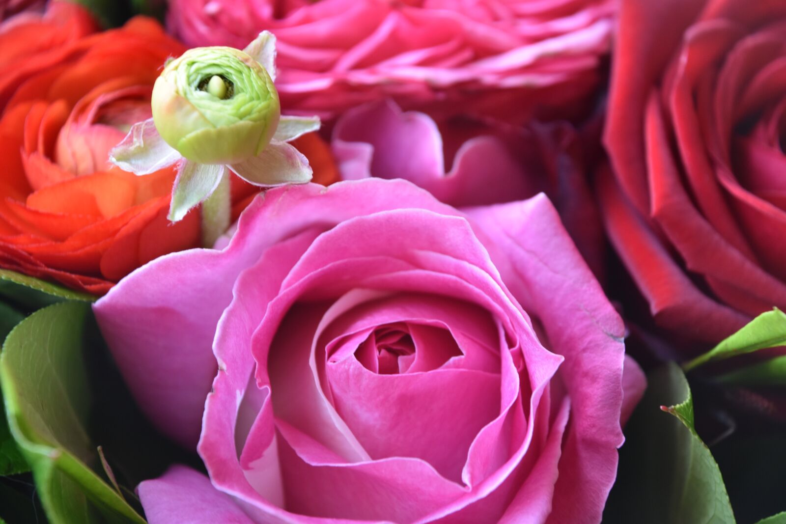 Nikon D5600 sample photo. Rosebush, flower, petal photography