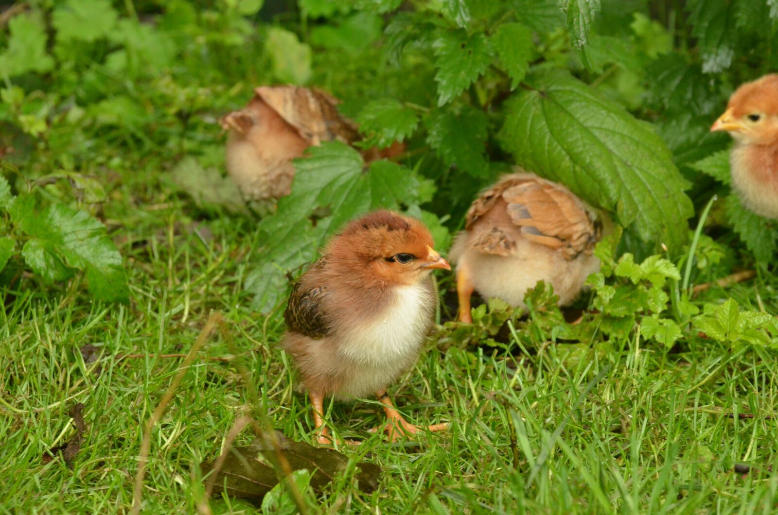 Nikon D7000 sample photo. Bird, chicken, chick photography