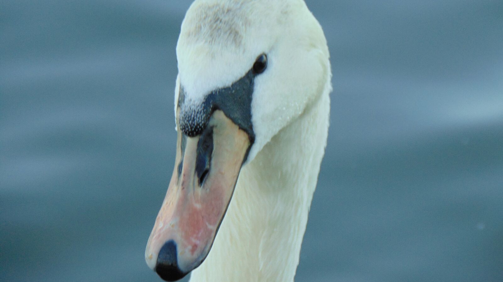 Sony Cyber-shot DSC-H300 sample photo. Bird, water, nature photography