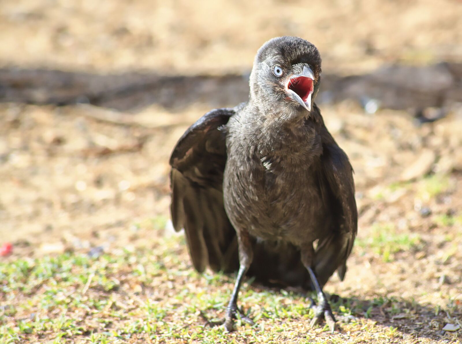 Canon EOS 5D Mark III sample photo. Bird, corneille, wild photography