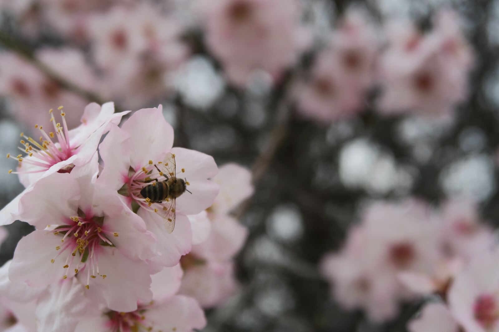 Canon PowerShot G7 X sample photo. Flower, almond, tree photography