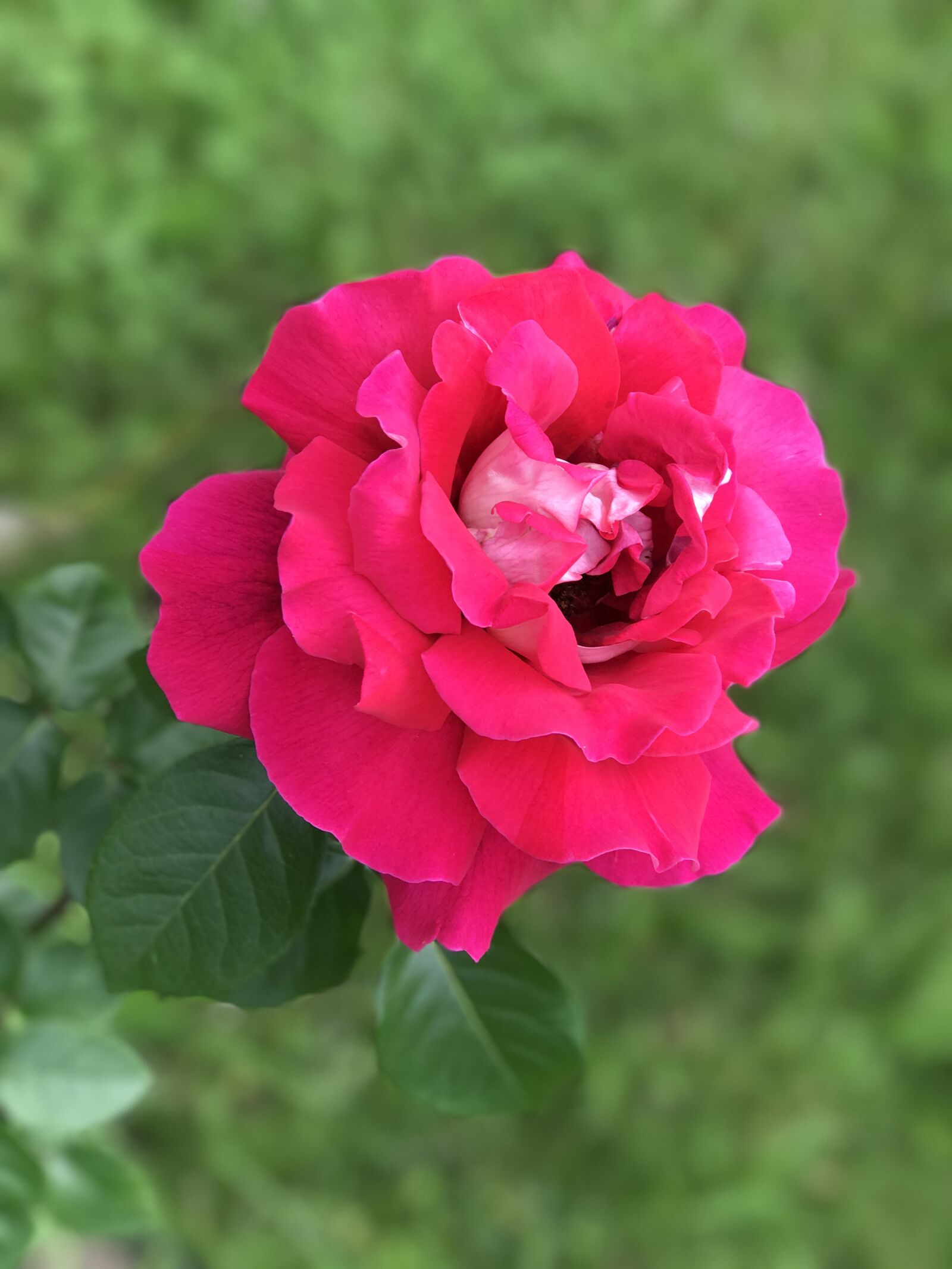 iPhone 7 Plus back dual camera 6.6mm f/2.8 sample photo. Flower, nature, plant photography