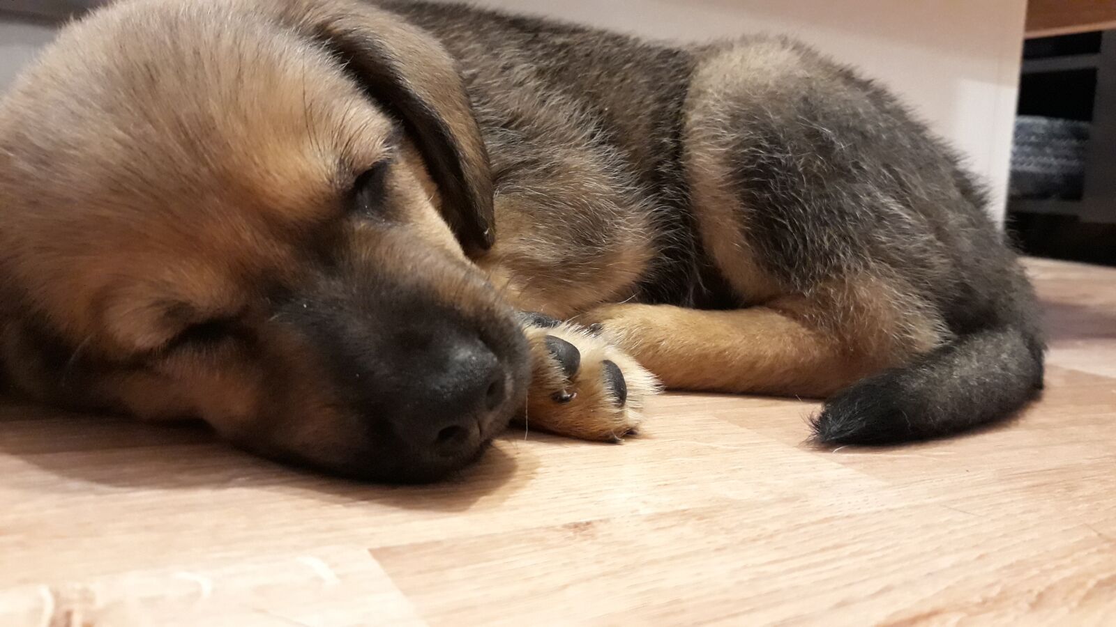 Samsung Galaxy J5 sample photo. Doggy, puppy, dog photography