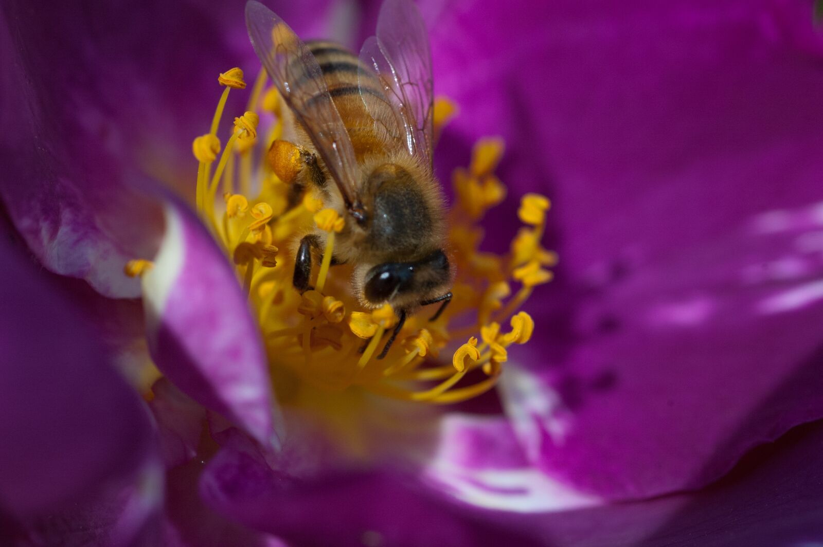 Nikon D70s sample photo. Bee, flower, nature photography