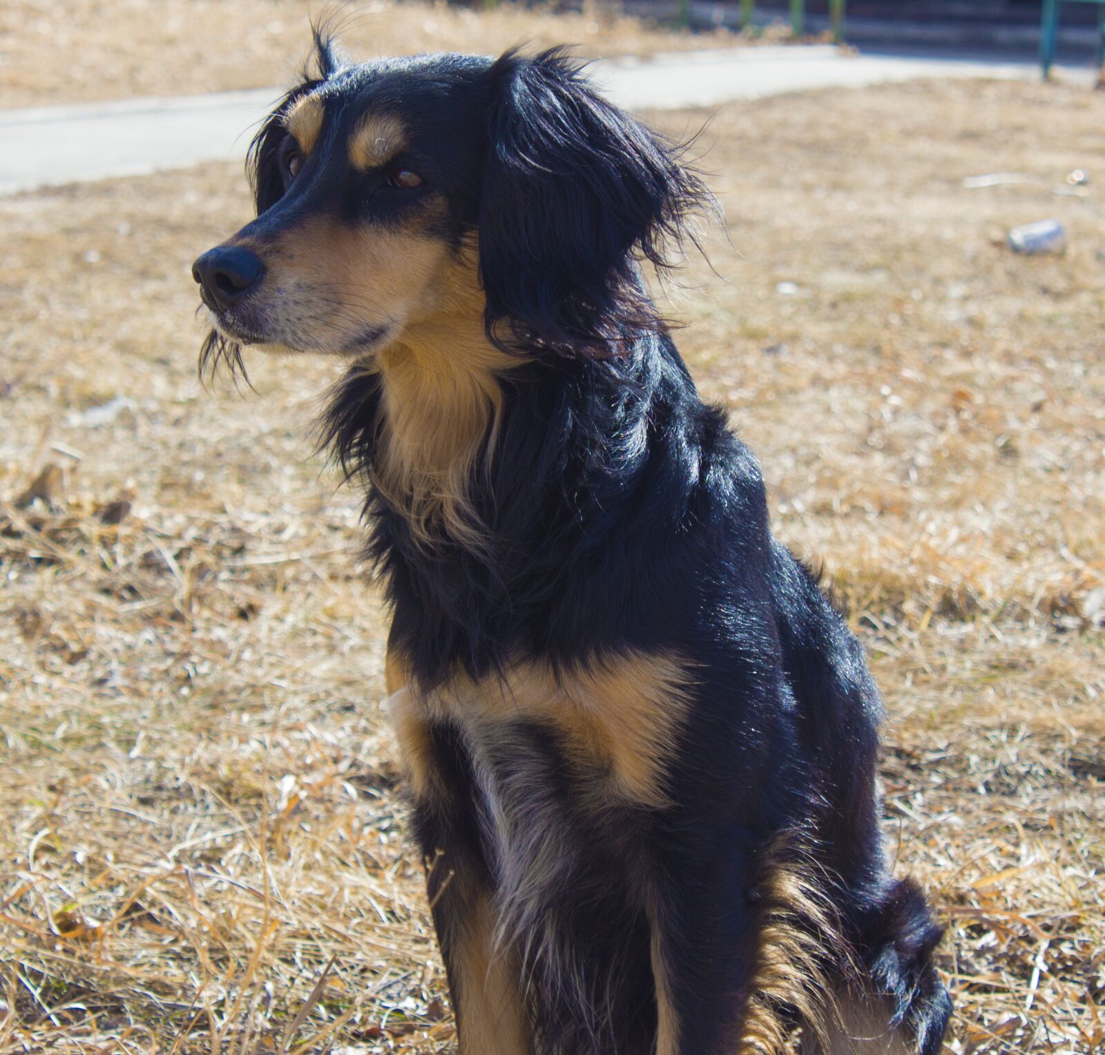 Canon EOS 650D (EOS Rebel T4i / EOS Kiss X6i) sample photo. Dog, mammals, animals photography