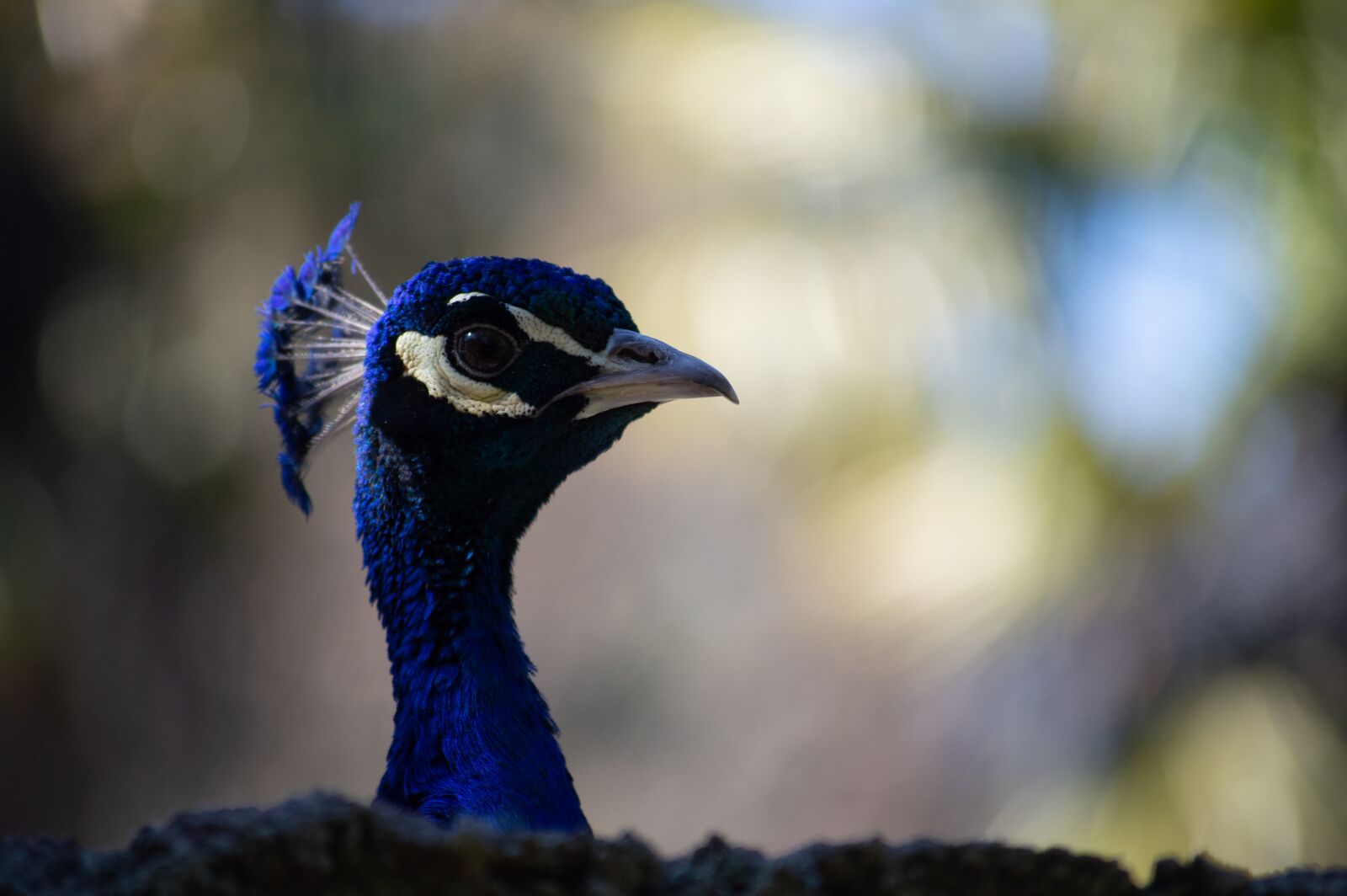 Nikon D3200 sample photo. Peacock, animal, nature photography