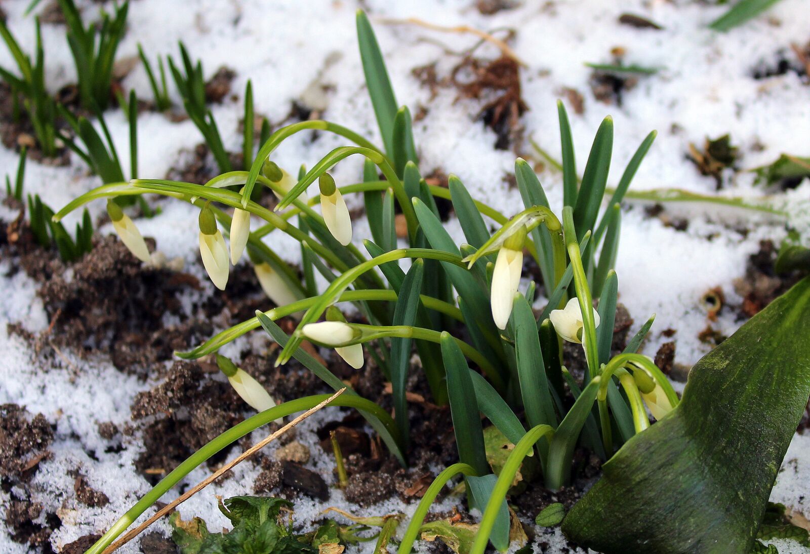 Canon EOS 1200D (EOS Rebel T5 / EOS Kiss X70 / EOS Hi) sample photo. Snowdrops, nature, plant photography