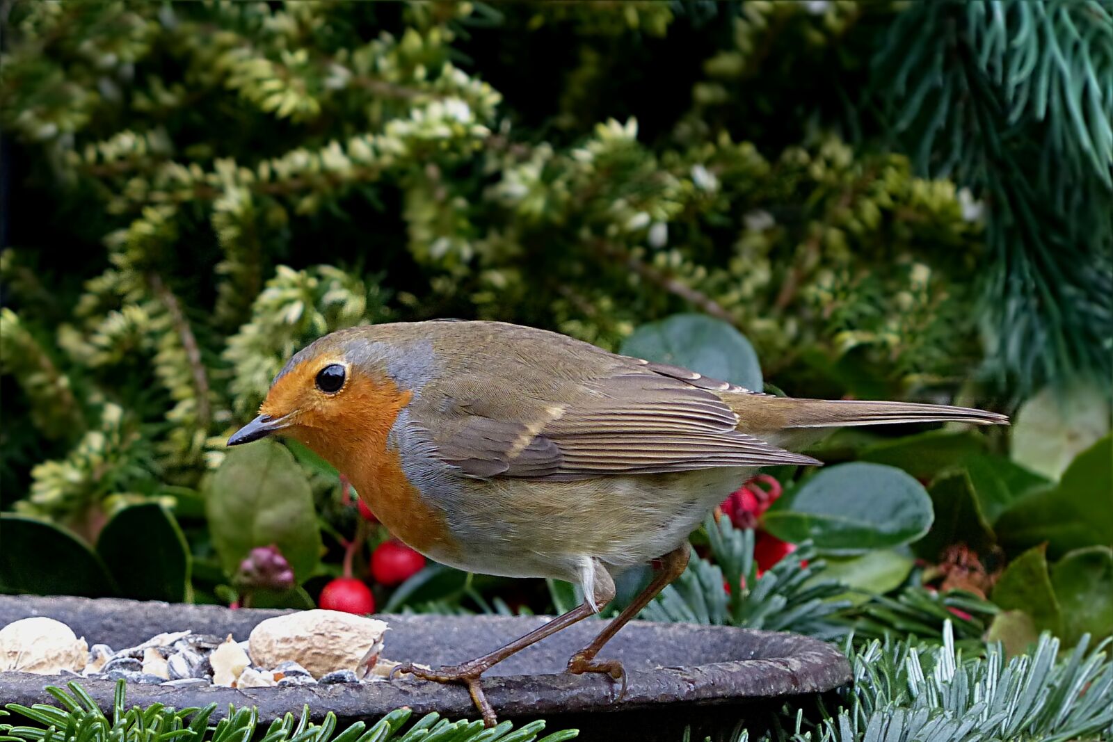 Panasonic Lumix DMC-FZ200 sample photo. Bird, songbird, robin photography