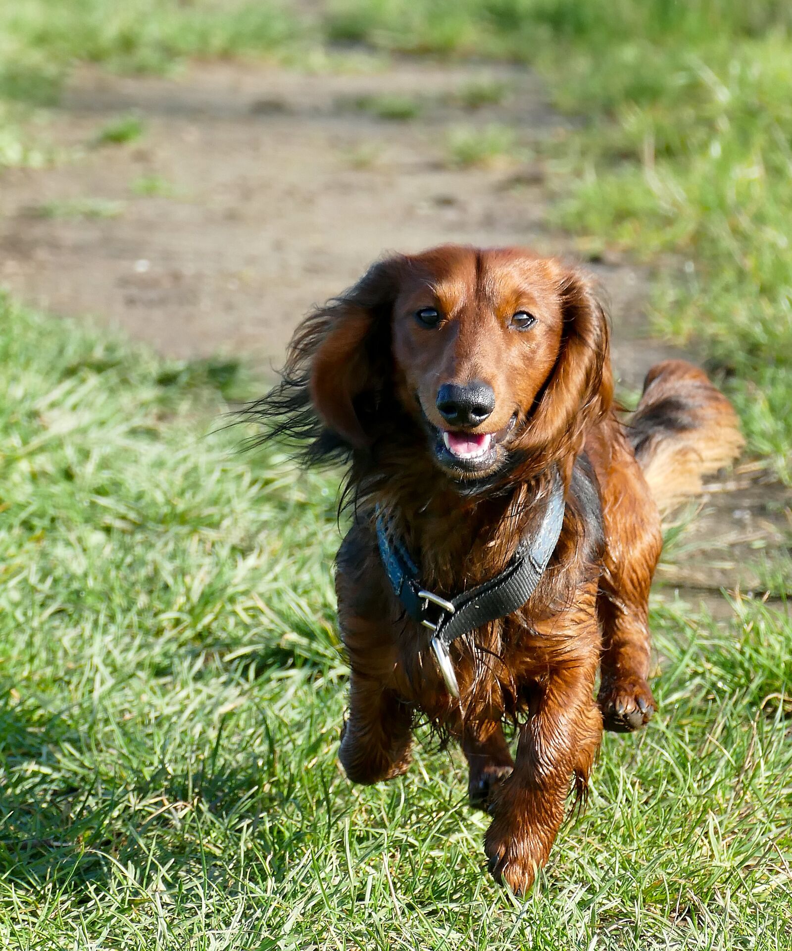 Panasonic Lumix DMC-FZ1000 sample photo. Dachshund, dachshund dog, movement photography