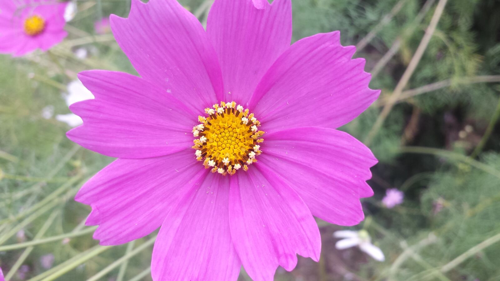Samsung Galaxy S4 sample photo. Nature, flora, flower photography