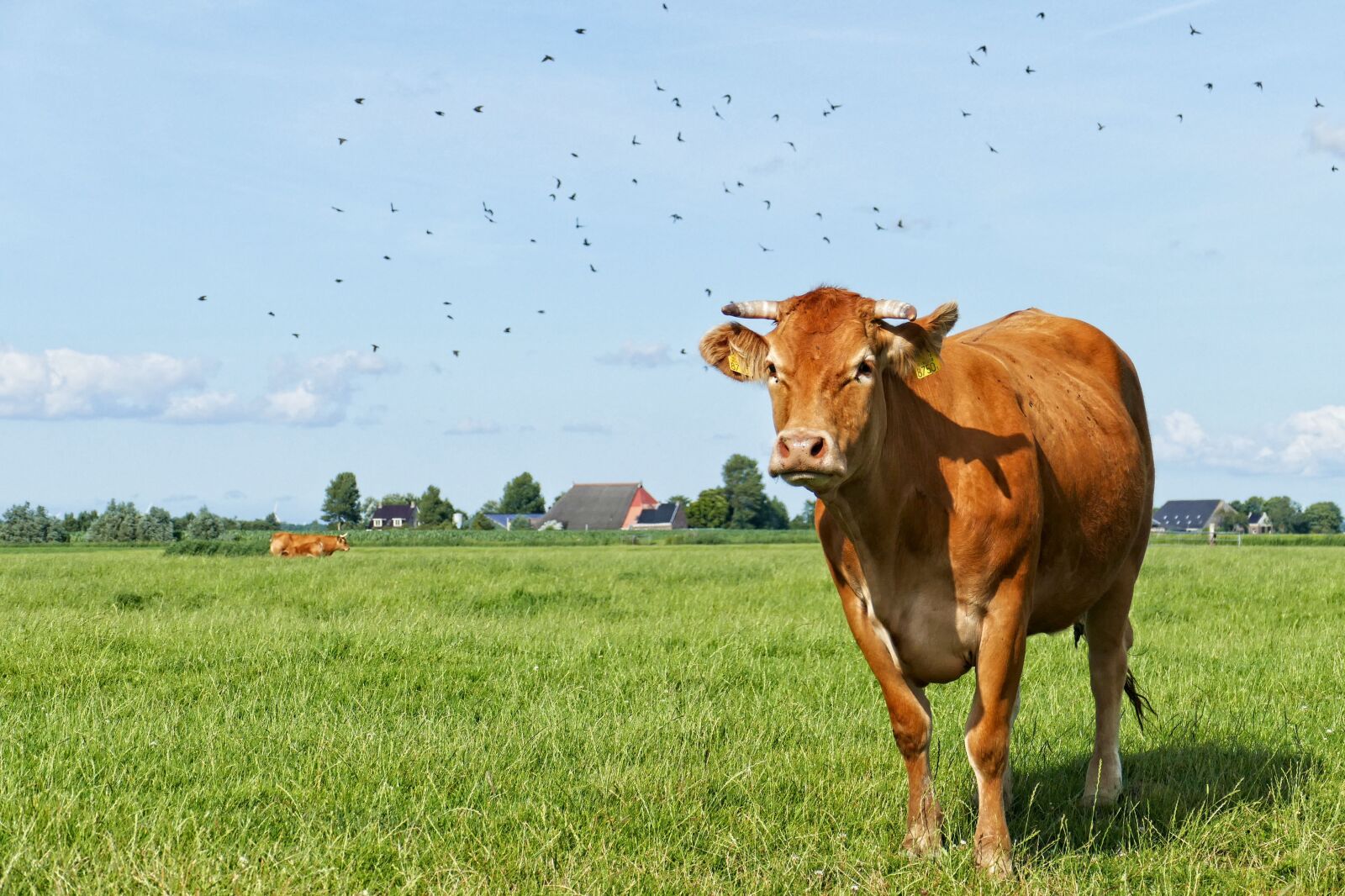 Panasonic Lumix DMC-FZ1000 sample photo. Cow, cows, cattle photography