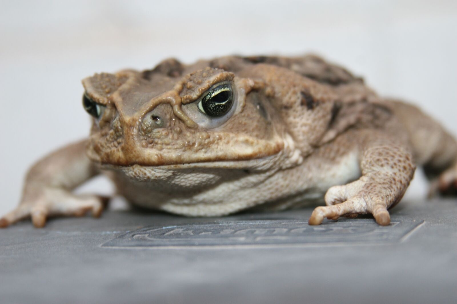Canon EOS 30D sample photo. Bufo, toad, anfic photography