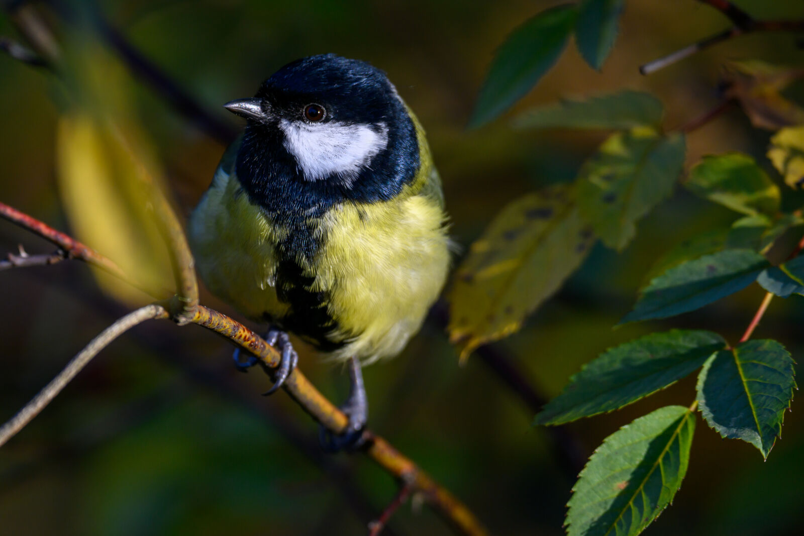 Tamron 150-500mm F5-6.7 Di III VC VXD sample photo. Morning bird photography