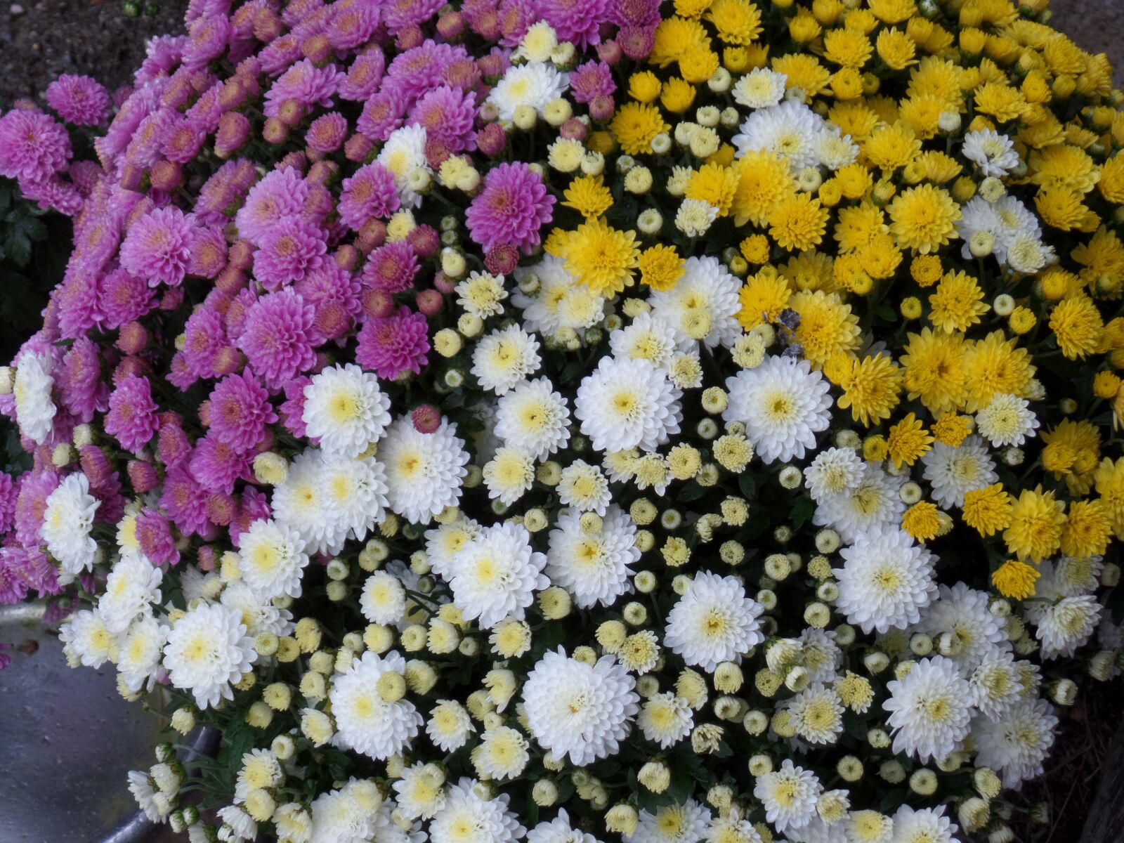 Samsung WB800F sample photo. Chrysanthemum, flower, colorful photography