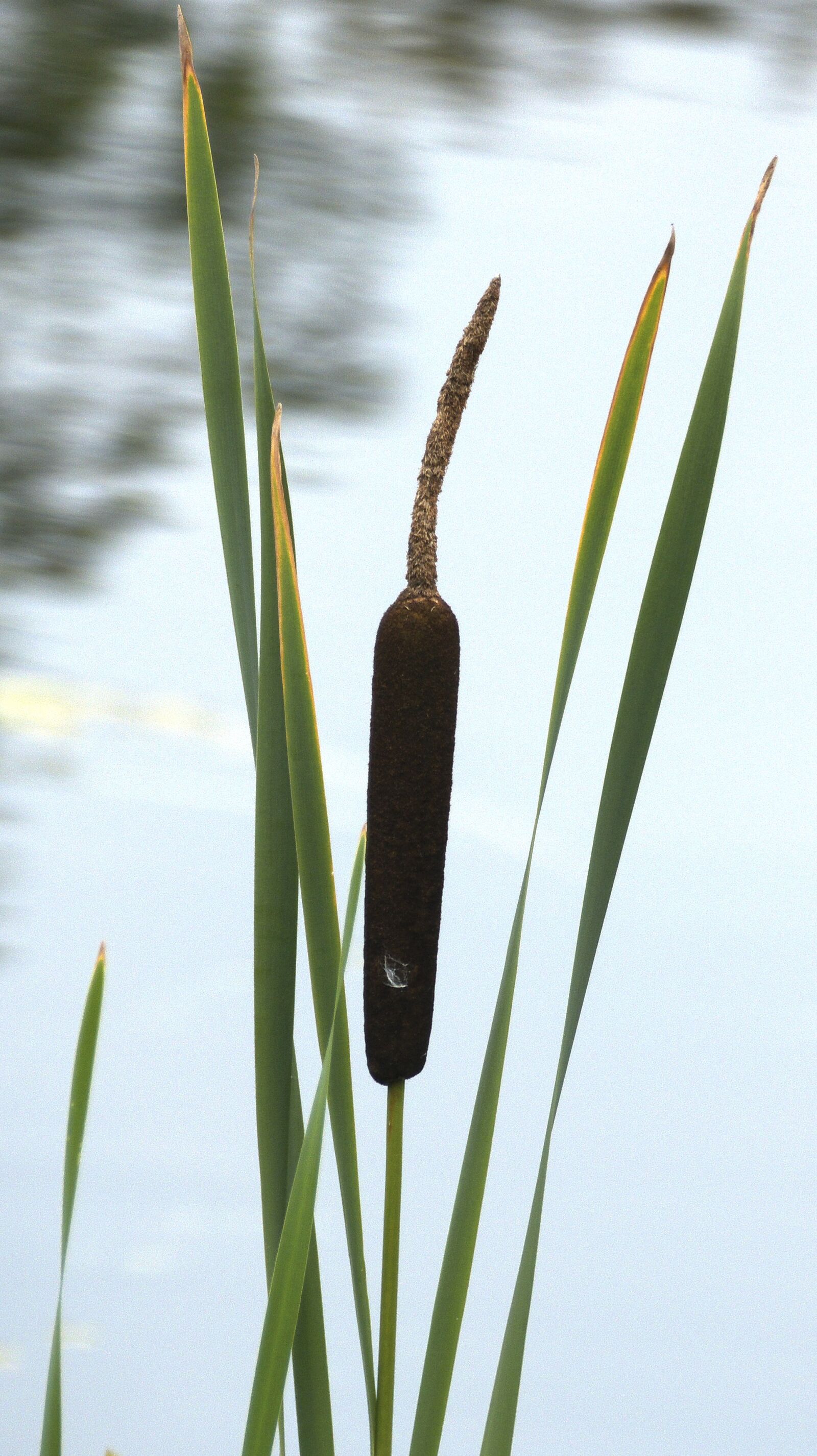 Panasonic Lumix DMC-FZ1000 sample photo. Cattail, waters, aquatic plant photography