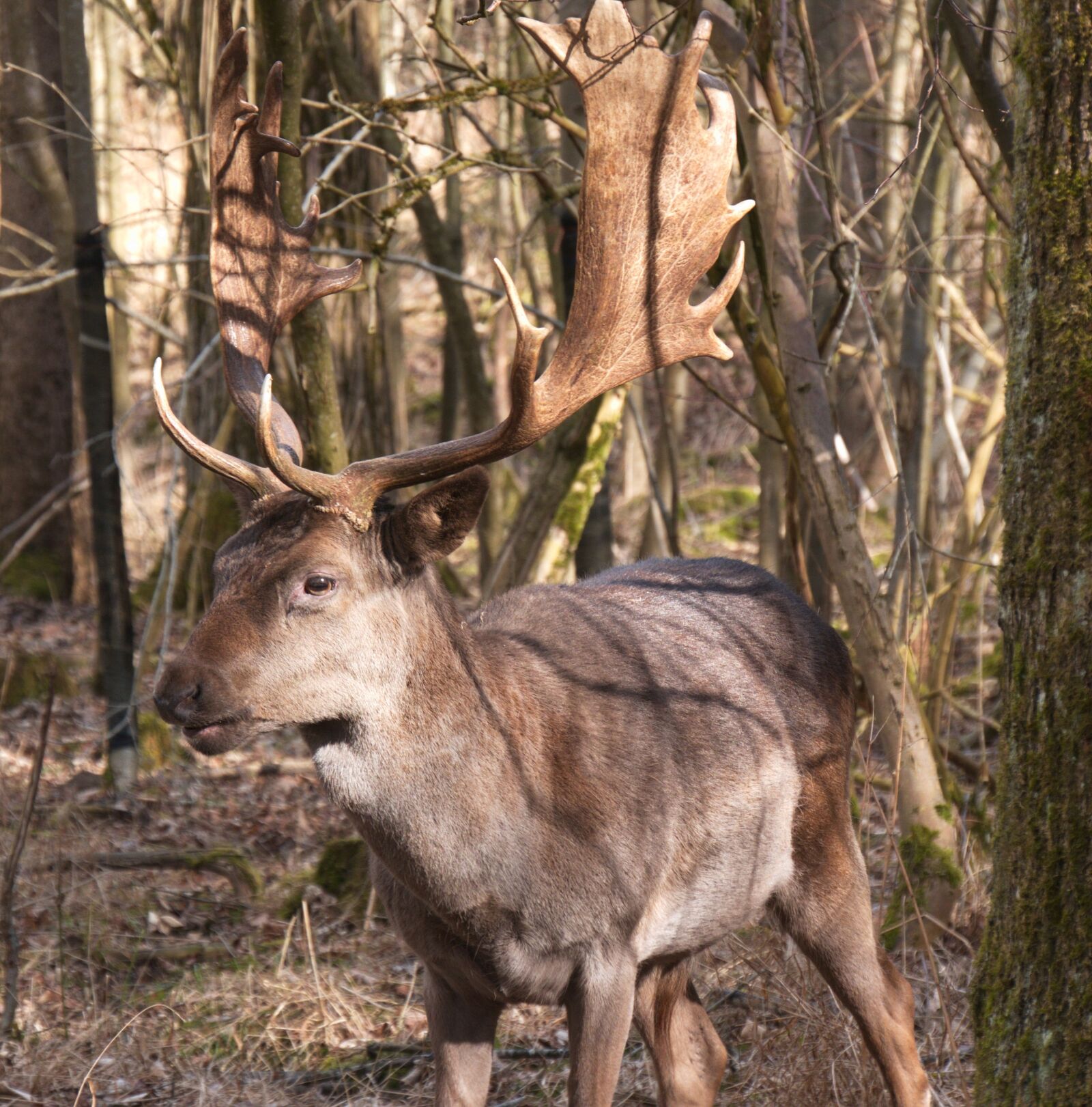 Panasonic Lumix DMC-G6 sample photo. Wild animal, hirsch, antler photography