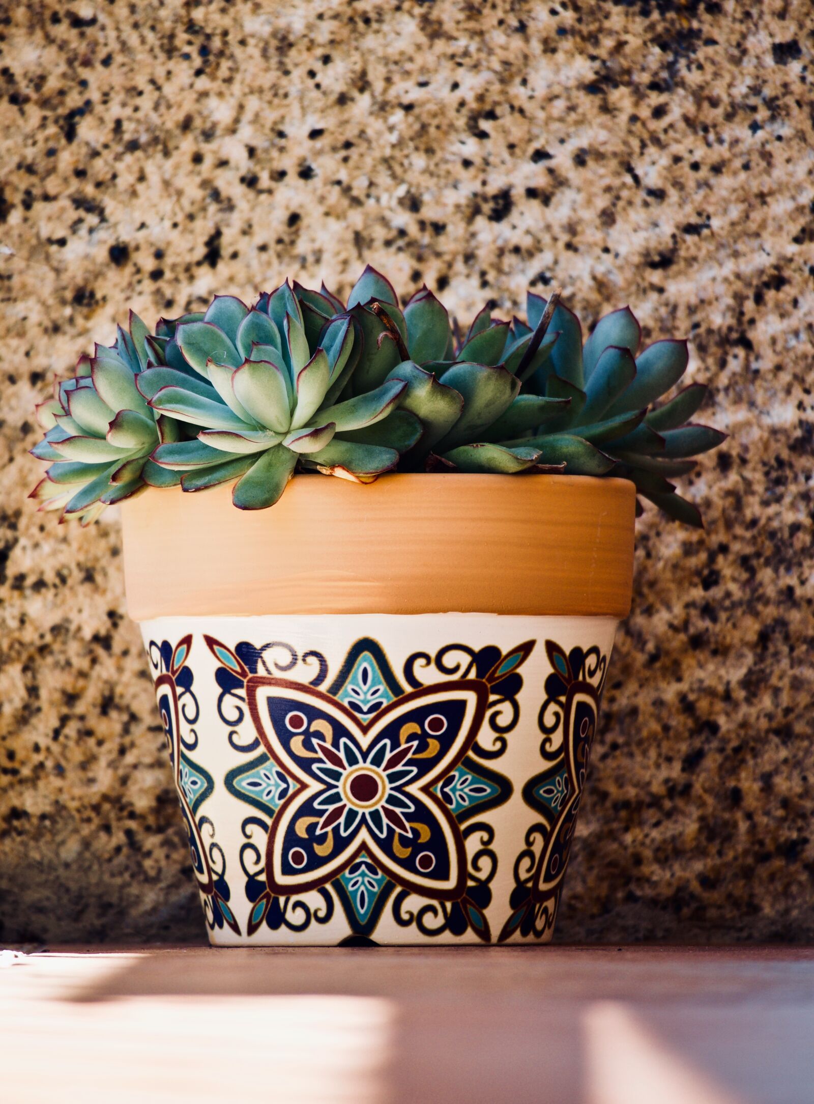 Canon EOS M sample photo. Succulent plant, cactus, garden photography