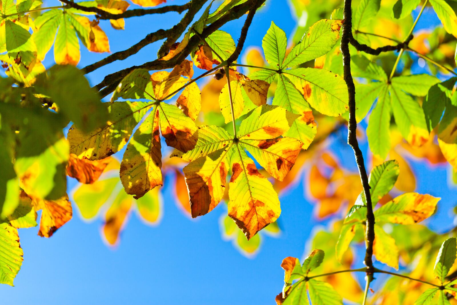 Canon EOS 5D Mark II sample photo. Aesculus, autumn, blue, buckeye photography
