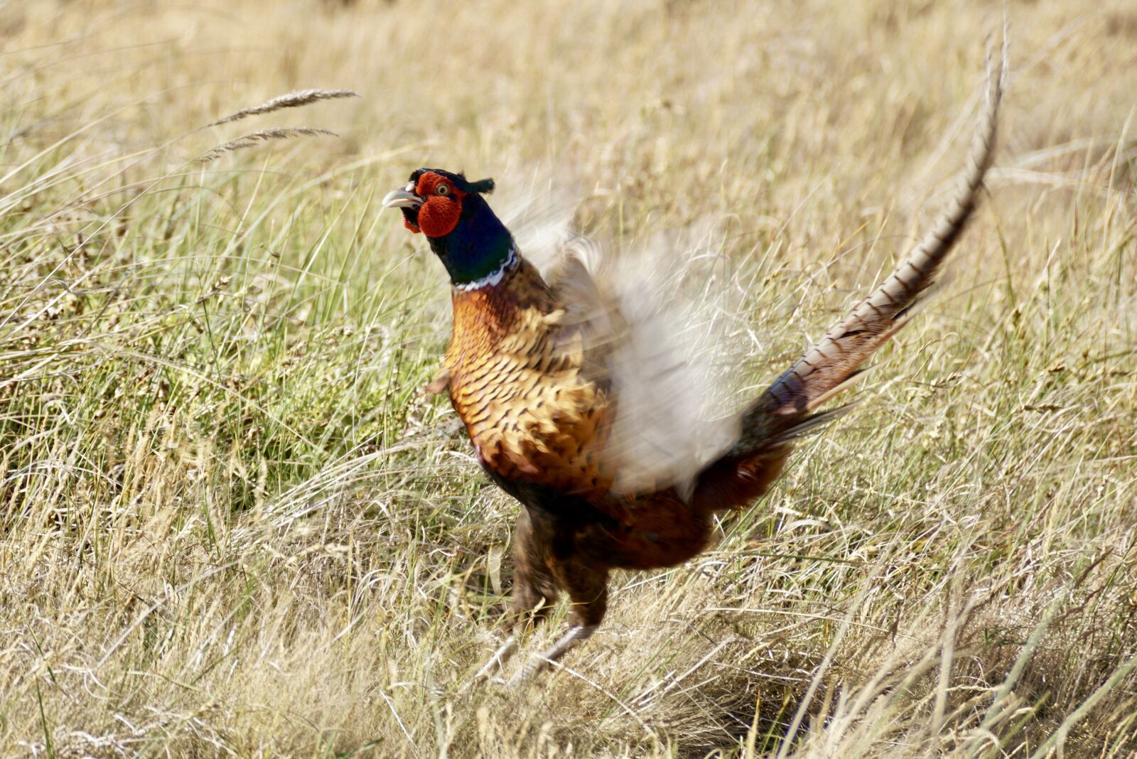 Sony DT 55-300mm F4.5-5.6 SAM sample photo. Pheasant, bird, males photography